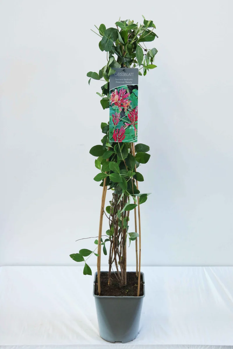 Lonicera heckr. 'American Beauty' C5 (5 liters kruka) 80-100 cm