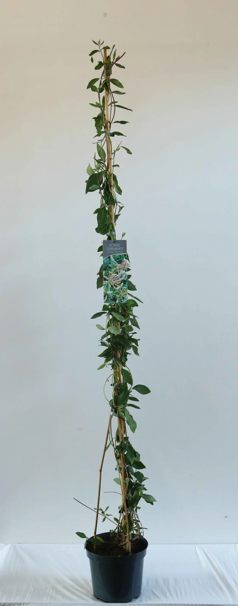 Lonicera caprifolium C7,5 (7,5 liters kruka) 150-200 cm