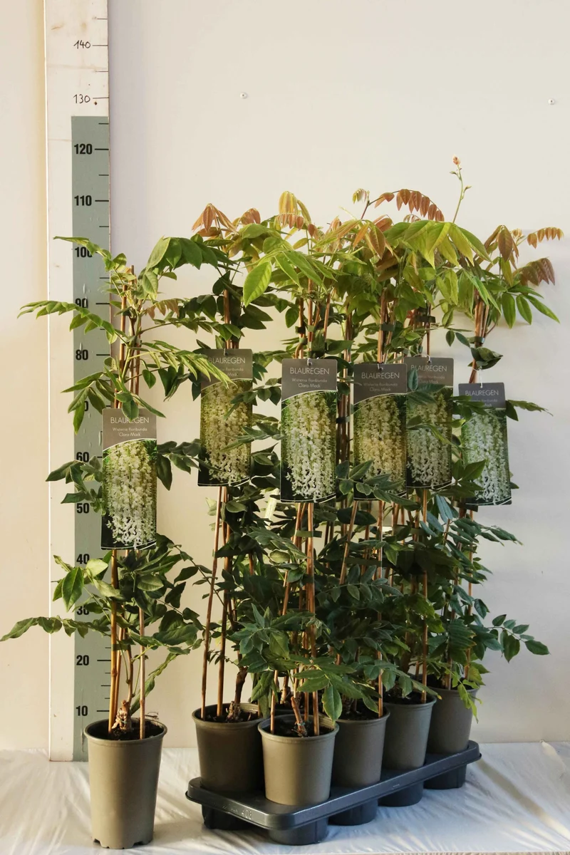 Wisteria macrostachya 'Clara Mack' 17 cm kruka 60-100 cm