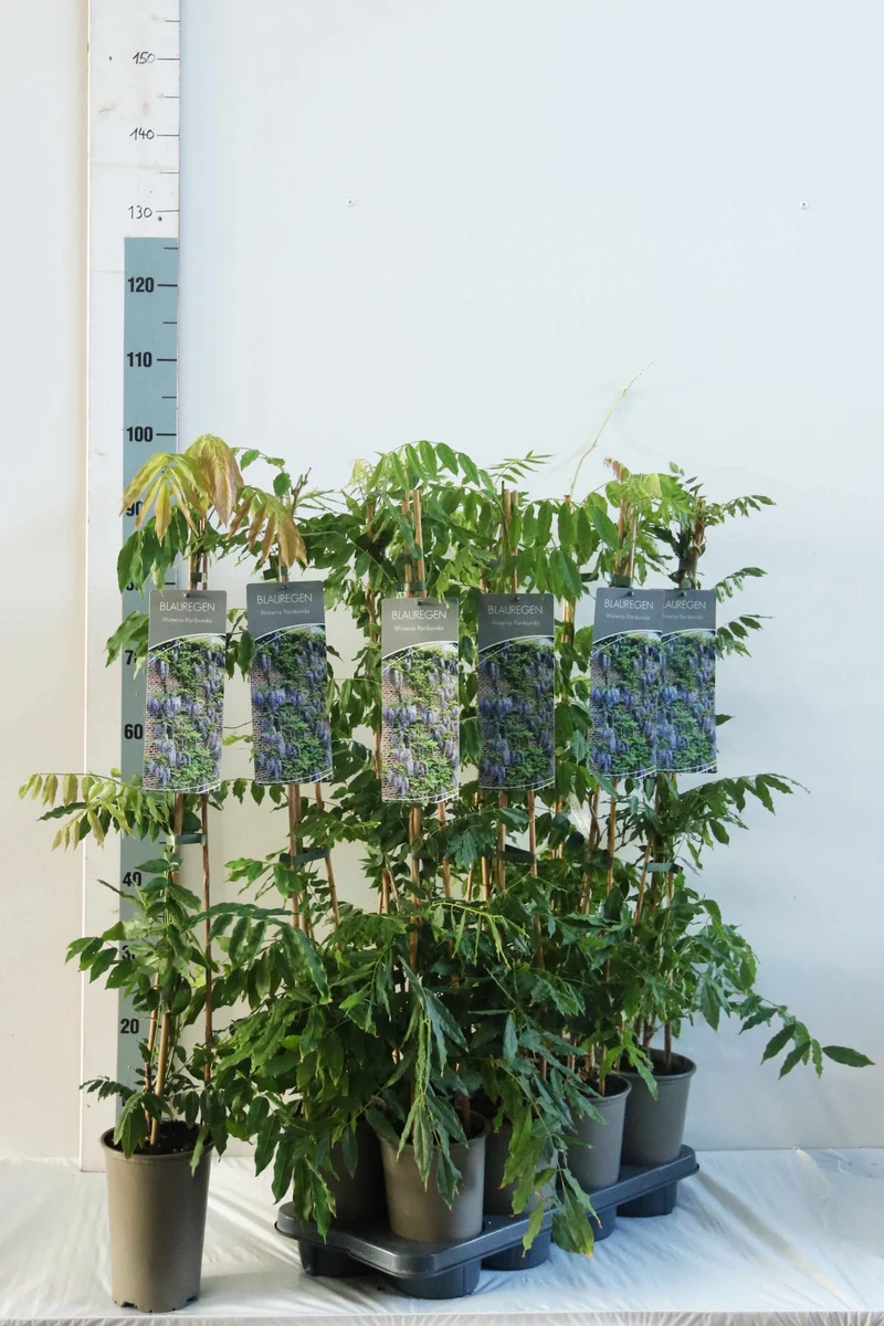 Wisteria floribunda 60-100 cm, 17 cm kruka