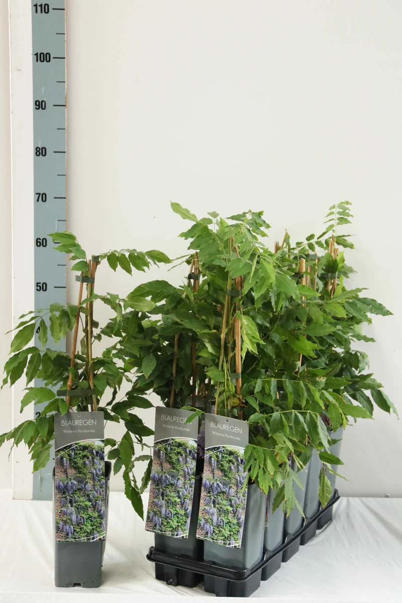 Wisteria floribunda C2 (2 liters kruka) 40-60 cm 3 käppar