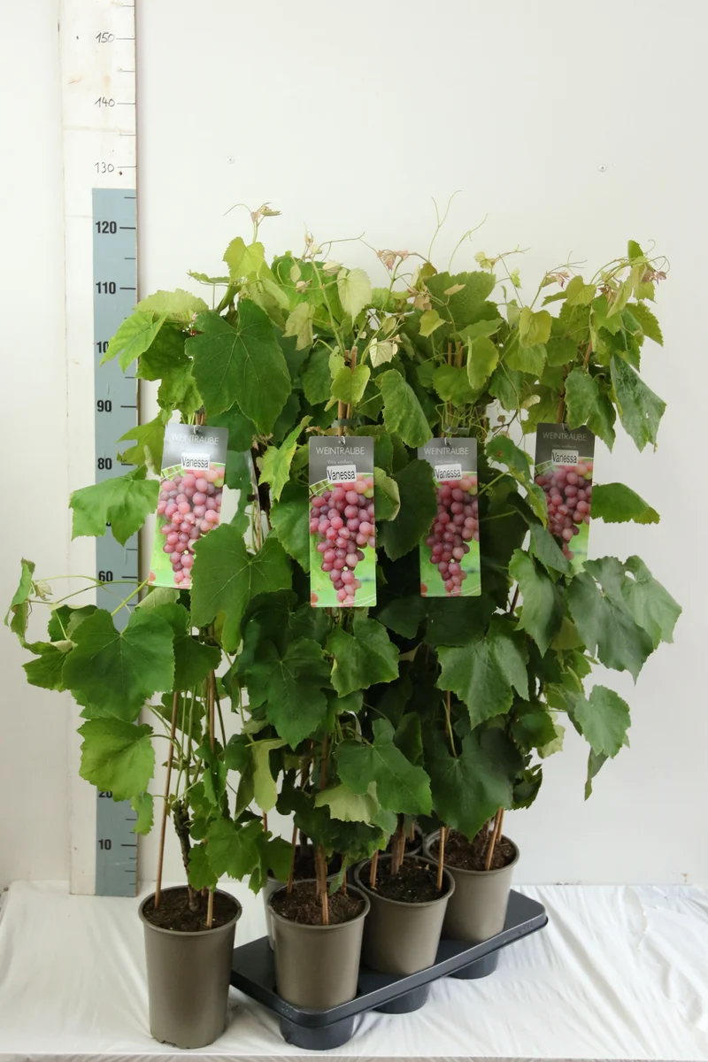 Vitis 'Vanessa' C3 (3 liters kruka) 80-100 cm