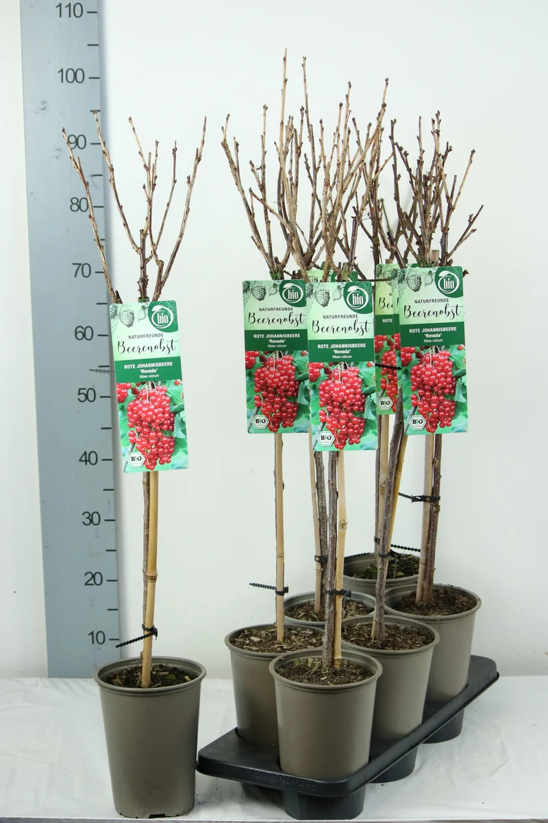 Ribes r. 'Rovada' 60 cm stam C3 (3 liters kruka)