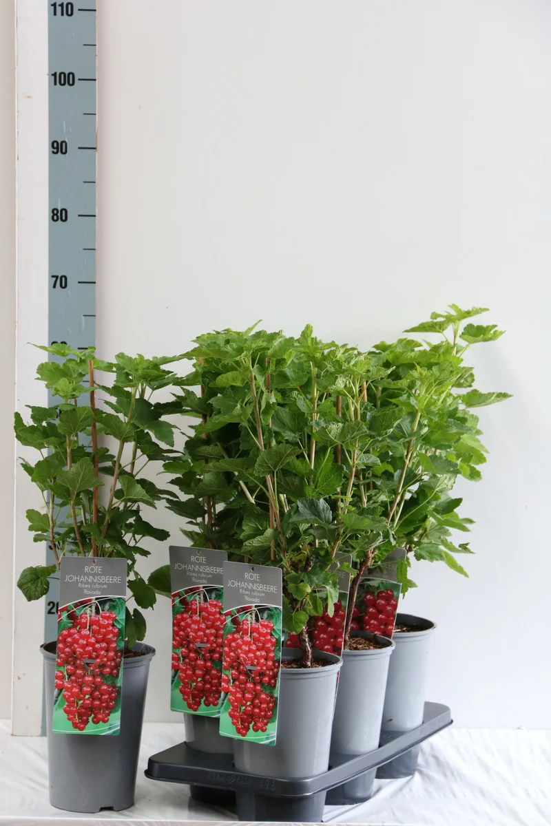 Ribes rubrum 'Rovada' C3 (3 liters kruka) 40-60 cm