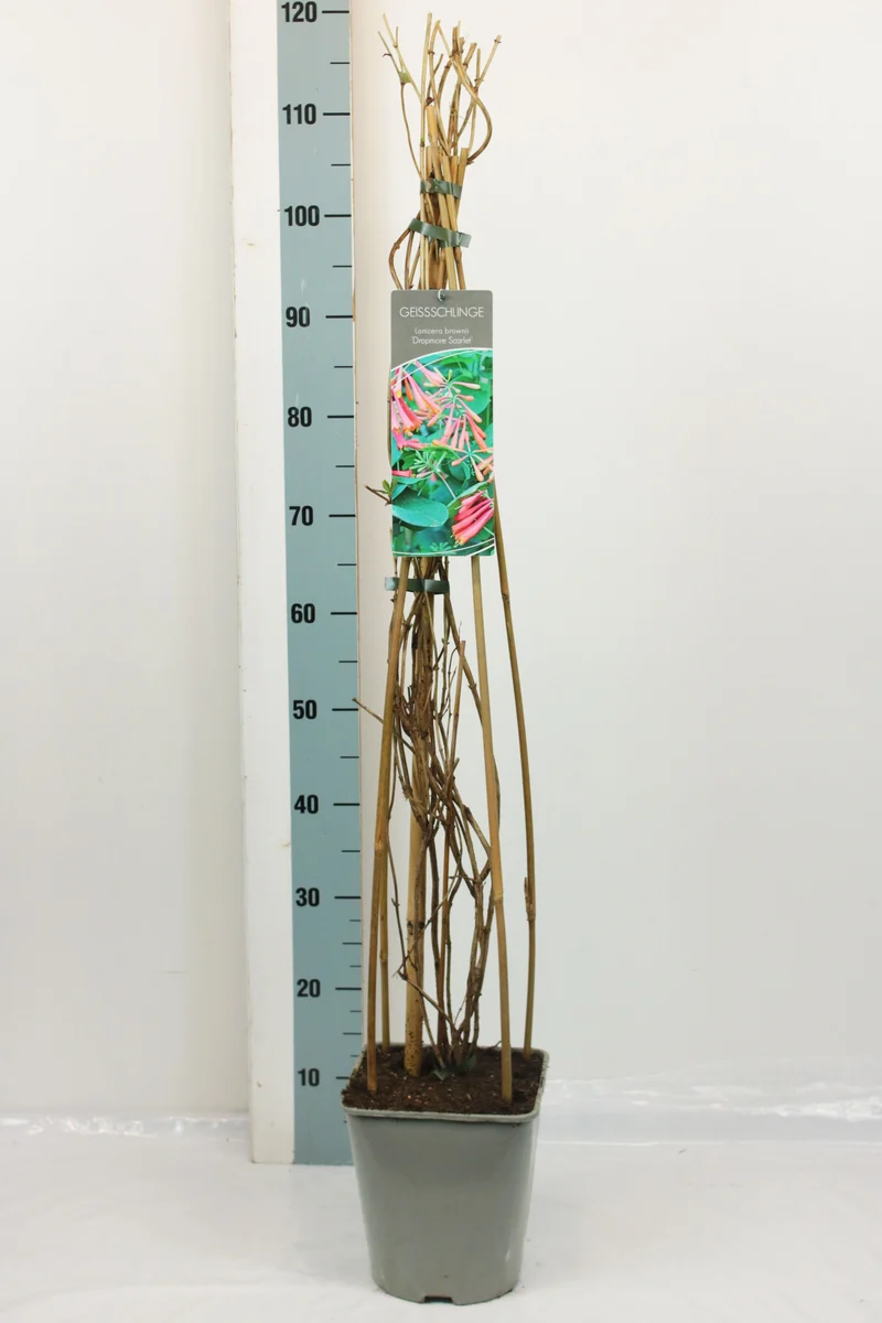 Lonicera brow. 'Dropmore Scarlet' C5 (5 liters kruka) 80-100 cm
