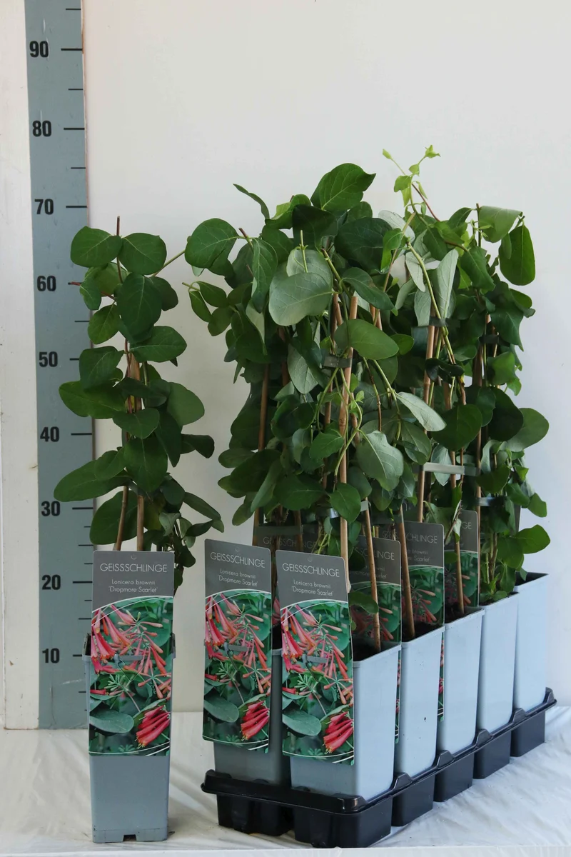 Lonicera brow. 'Dropmore Scarlet' C2 (2 liters kruka) 40-60 cm