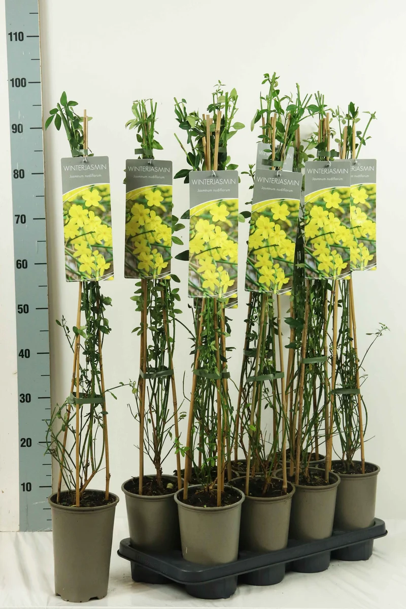 Jasminum nudiflorum 17 cm kruka 60-100 cm 3 käppar