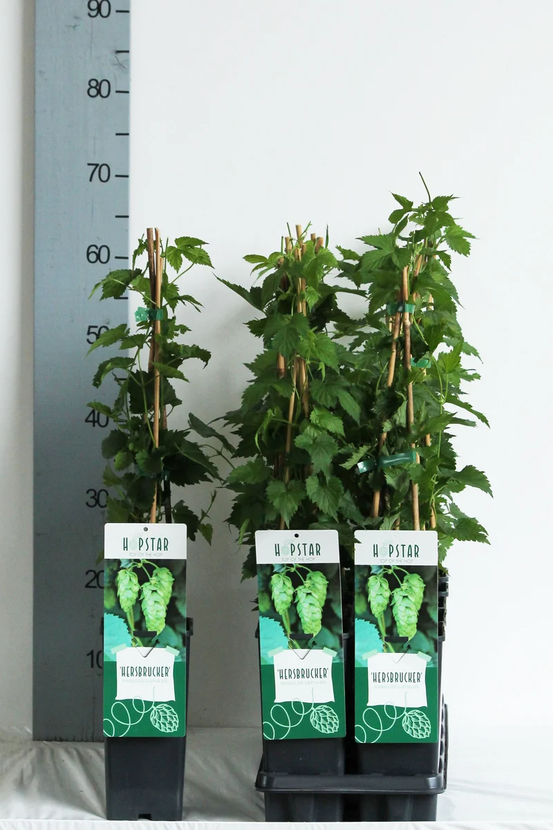 Humulus lupulus 'Hersbrucker' C2 (2 liters kruka) 40-60 cm, 3 käppar