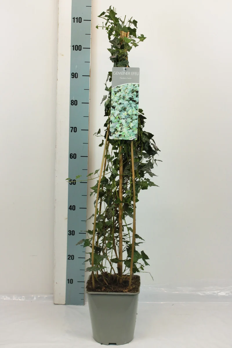 Hedera helix 80-100 cm C5 (5 liters kruka)