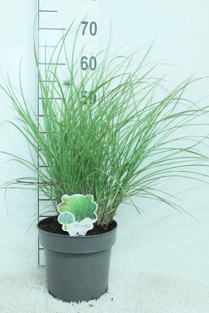 Miscanthus sin. 'Gracillimus' C5 (5 liters kruka) 60+ cm