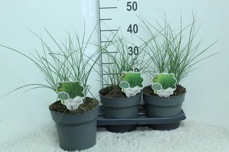 Miscanthus sin. 'Gracillimus' C3 (3 liters kruka) 40 cm