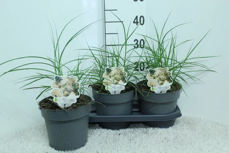 Miscanthus sinensis 'Ferner Osten' C3 (3 liters kruka) 40 cm