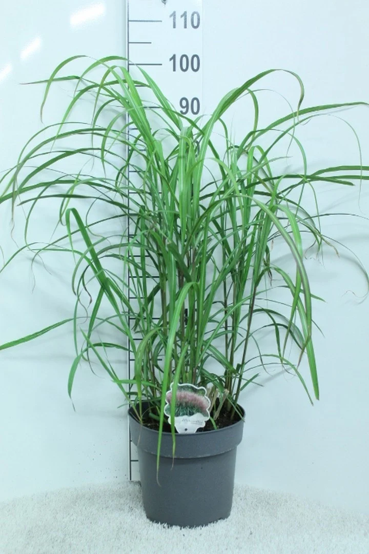 Miscanthus s. 'David' C10 (10 liters kruka) 100+ cm