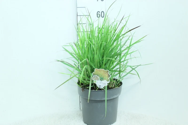 Panicum virgatum 'Shenandoah' C10 (10 liters kruka) 60+ cm