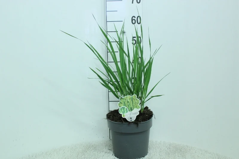 Panicum virgatum 'Northwind' C5 (5 liters kruka) / 23 cm kruka 60+ cm