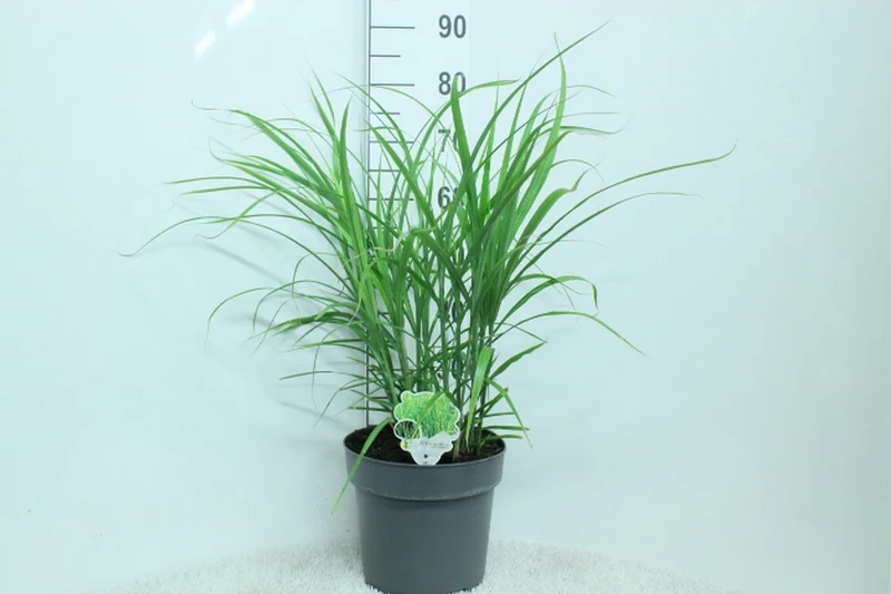 Miscanthus sin. 'Zebrinus' C10 (10 liters kruka) 80+ cm