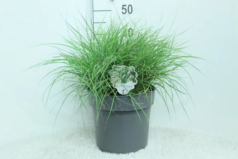 Miscanthus sin. 'Yaku Jima' C10 (10 liters kruka) 50+ cm