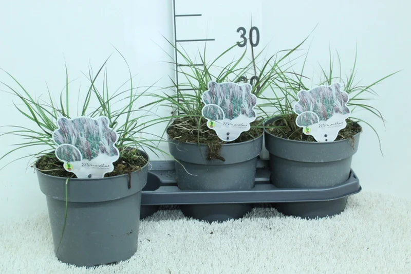 Miscanthus sin. 'Red Chief' C3 (3 liters kruka) 40 cm