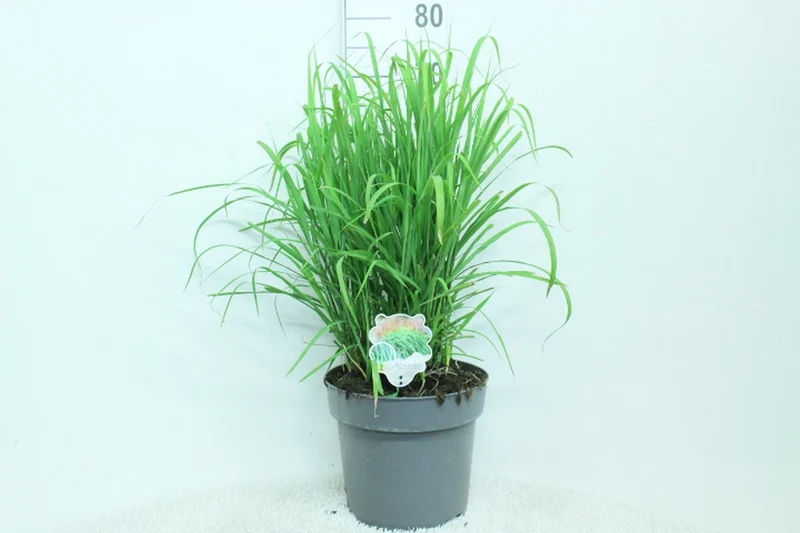 Miscanthus sinensis 'Malepartus' C10 (10 liters kruka) 60+ cm