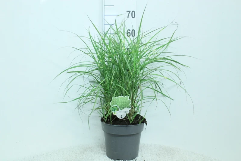 Miscanthus sin. 'Little Zebra' C5 (5 liters kruka) 60+ cm