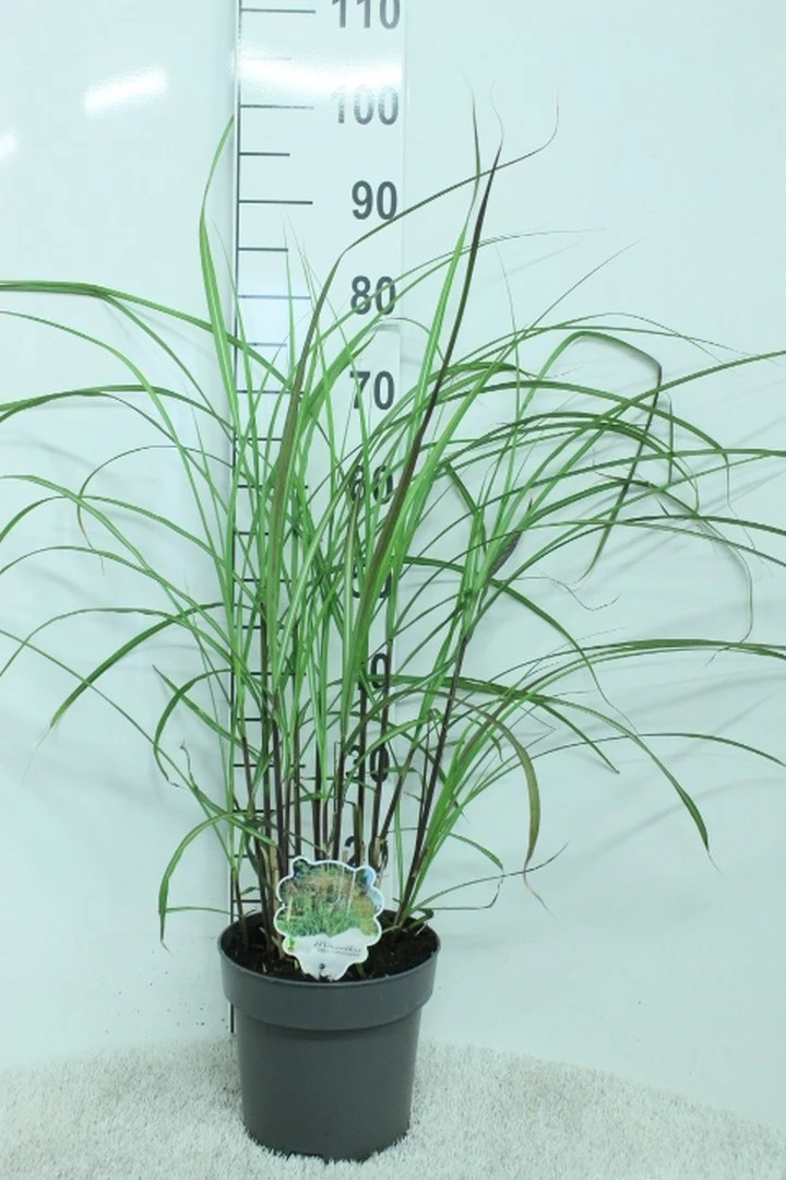 Miscanthus sinensis 'Grosse Fontäne' C5 (5 liters kruka) 80+ cm