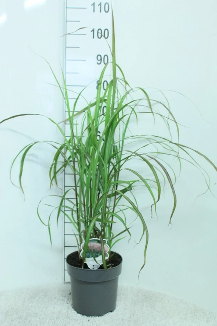 Miscanthus s. 'David' C5 (5 liters kruka) 100+ cm