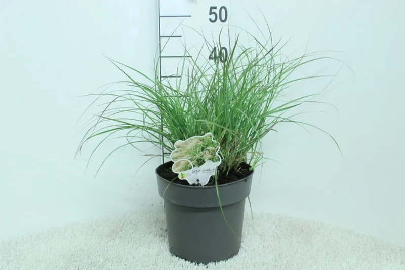 Miscanthus sin. 'Adiago' C5 (5 liters kruka) 50+ cm