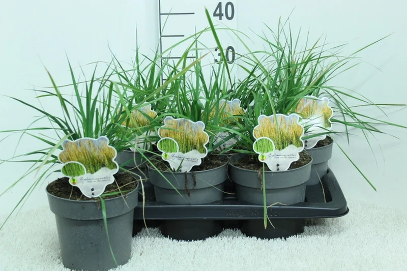 Tuvrör Calamagrostis acut. 'Karl Foerster' C2 (2 liters kruka) 40+ cm