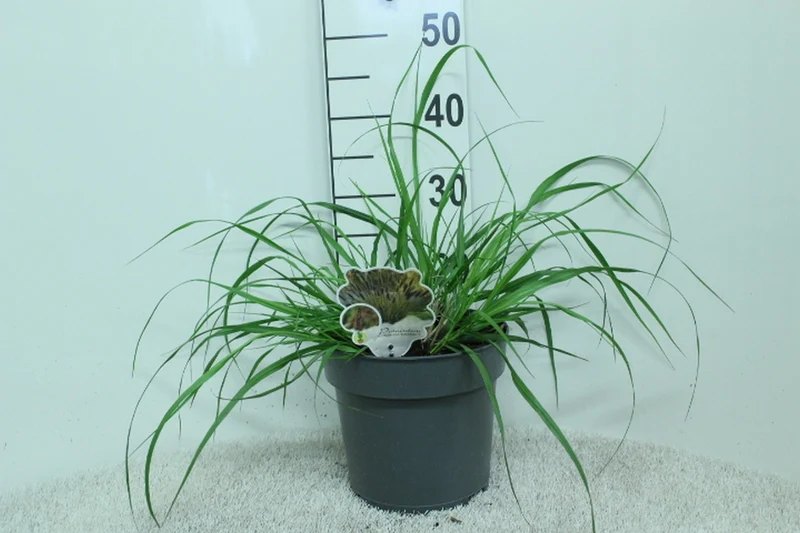 Pennisetum al. 'Black Beauty' C5 (5 liters kruka) 40+ cm