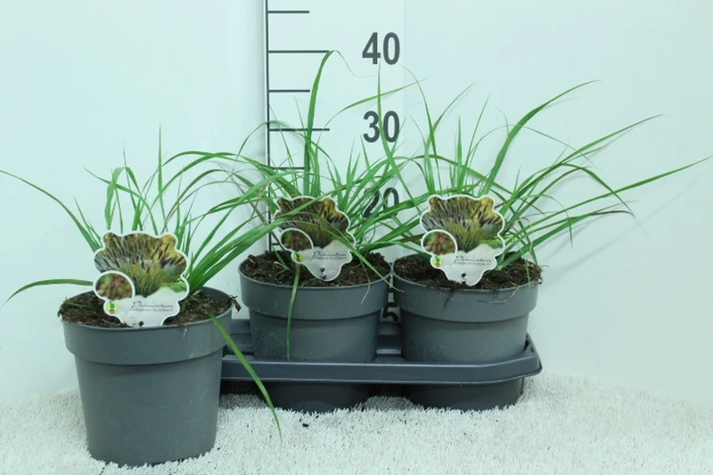Pennisetum al. 'Black Beauty' C3 (3 liters kruka) 30+ cm