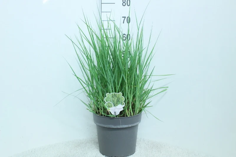 Panicum virgatum 'Prairie Sky' C10 (10 liters kruka) 60+ cm