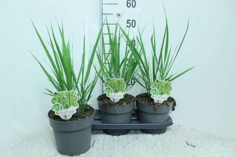 Panicum virgatum 'Northwind' C3 (3 liters kruka) / 19 cm kruka 40 cm