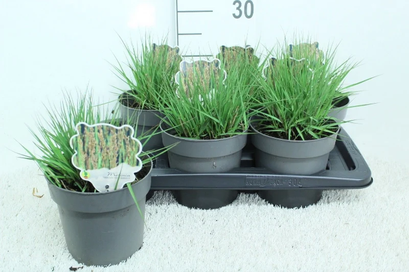 Molinia caerulea 'Edith Dudszus' C2 (2 liters kruka) 30+ cm