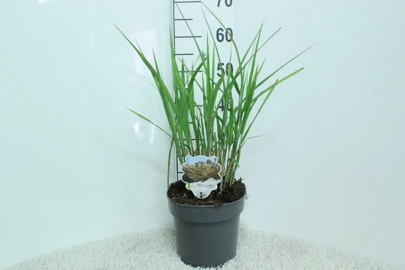 Miscanthus sin. 'Silberfeder' C5 (5 liters kruka) 40+ cm