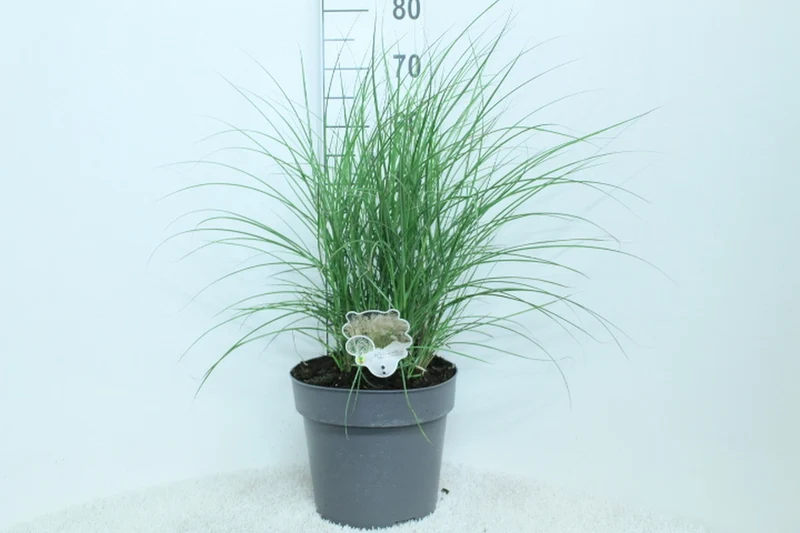 Miscanthus sin. 'Kleine Fontane' C10 (10 liters kruka) 60+ cm
