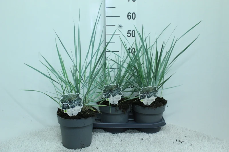 Leymus aren. 'Blue Dune' C3 (3 liters kruka) 50+ cm