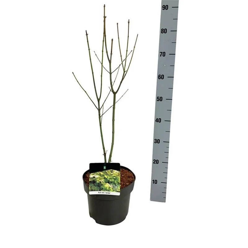 Acer shirasawanum 'Jordan' C5 (5 liters kruka) / 23 cm kruka 50-60 cm