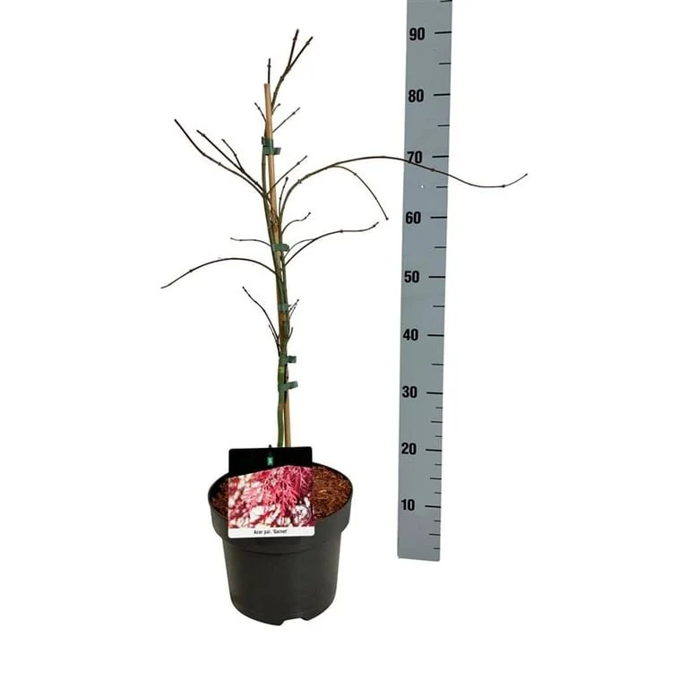 Acer palmatum 'Garnet' C5 (5 liters kruka) 50-60 cm