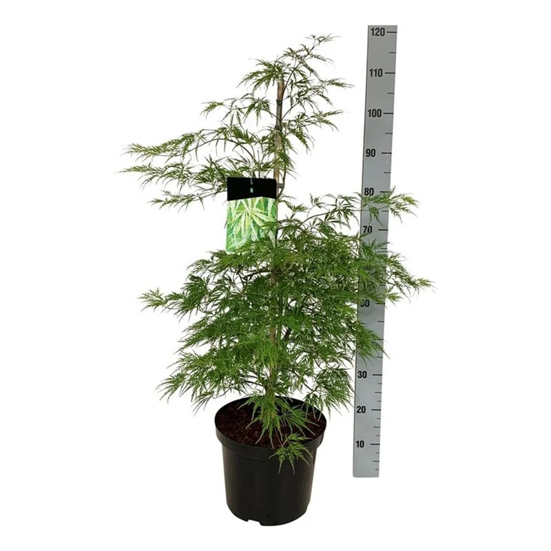 Acer palmatum 'Dissectum' C10 (10 liters kruka) 80-100 cm