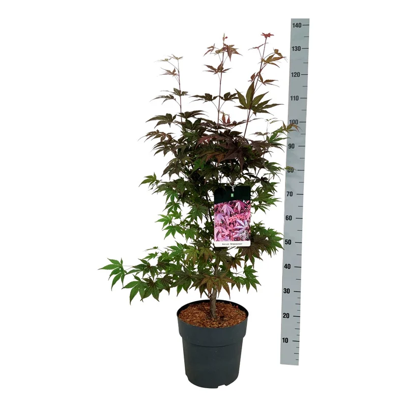 Acer palmatum 'Atropurpureum' C10 (10 liters kruka) 60-80 cm