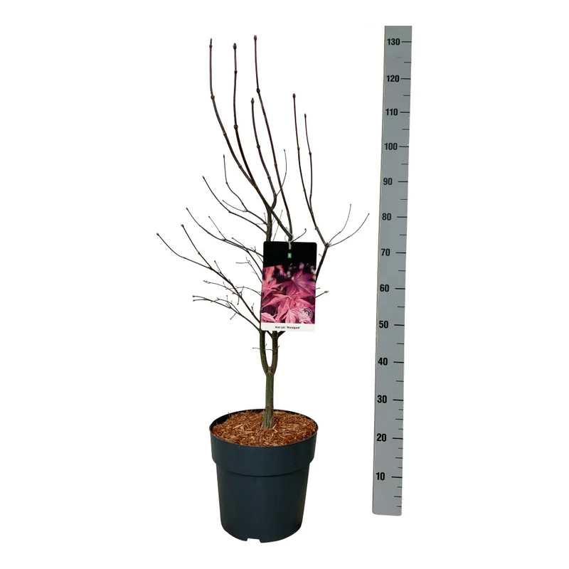 Acer palmatum 'Bloodgood' C10 (10 liters kruka) 60-80 cm