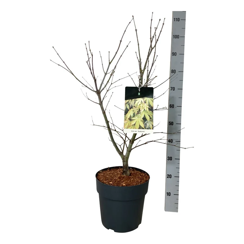 Acer palmatum 'Osakazuki' C10 (10 liters kruka) 60-80 cm