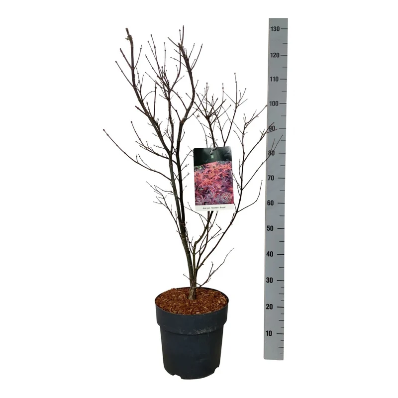 Acer pal. 'Skeeter's Broom' C10 (10 liters kruka) 60-80 cm
