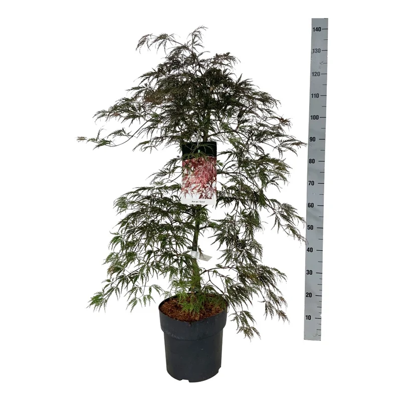 Acer palmatum 'Garnet' C10 (10 liters kruka) 80-100 cm