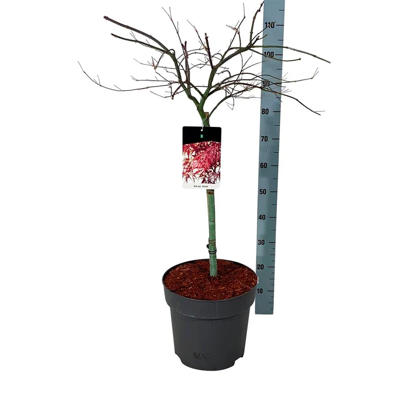 Acer palmatum 'Garnet' 50 cm stam - C14 (14 liters kruka)