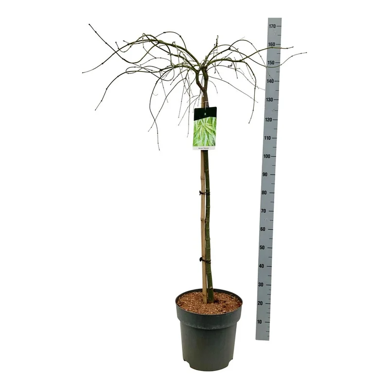 Acer pal. 'Dissectum' 90 cm stam C14 (14 liters kruka)