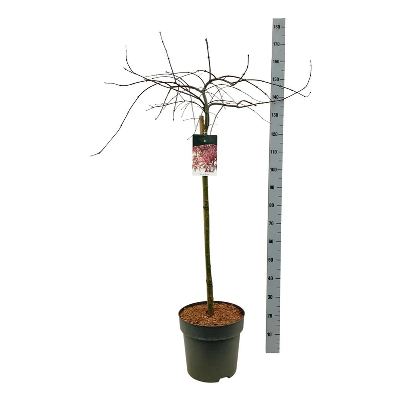 Acer palmatum 'Garnet' 90 cm stam C14 (14 liters kruka)
