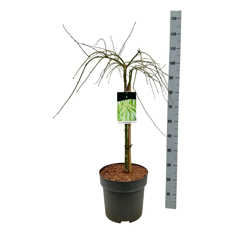 Acer palmatum 'Dissectum' 50 cm stam C14 (14 liters kruka)