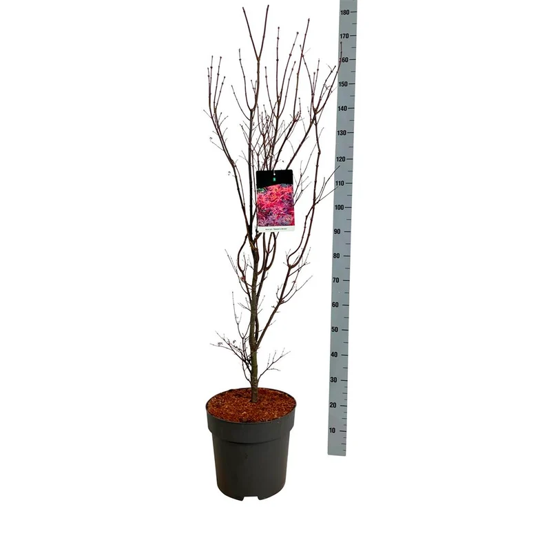 Acer palmatum 'Skeeter's Broom' C14 (14 liters kruka) 100-125 cm