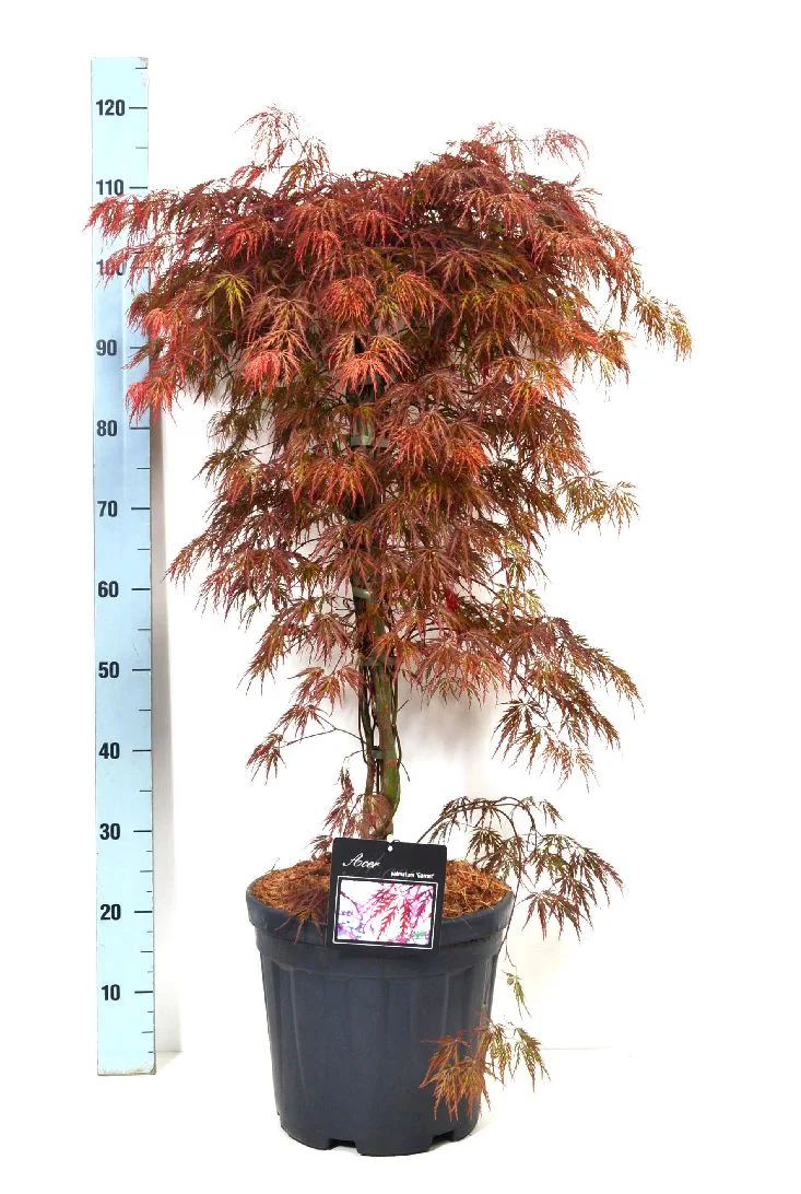 Acer palmatum 'Garnet' C14 (14 liters kruka) 100-125 cm